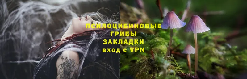 ссылка на мегу как войти  Козельск  Псилоцибиновые грибы Psilocybe  закладка 